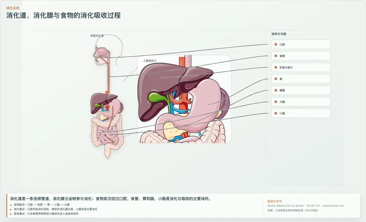 教师工具箱中的人体消化系统图解